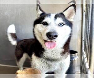 Siberian Husky Dogs for adoption in San Bernardino, CA, USA