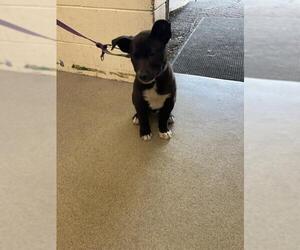 Labrador Retriever-Unknown Mix Dogs for adoption in San Bernardino, CA, USA