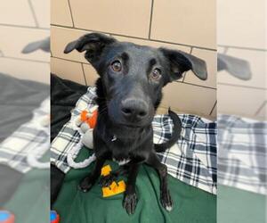 Labrador Retriever-Unknown Mix Dogs for adoption in Fort Wayne, IN, USA