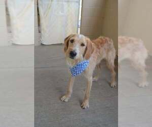 Mutt Dogs for adoption in McKinney, TX, USA