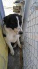 Medium Photo #1 Border-Aussie Puppy For Sale in Sebec, ME, USA