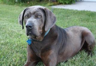 Labrador Retriever-Unknown Mix Dogs for adoption in Menominee, MI, USA