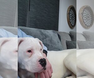 Dogo Argentino Dogs for adoption in Belleville, MI, USA