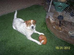 Australian Shepherd-Unknown Mix Dogs for adoption in tucson, AZ, USA