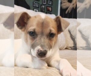 Mutt Dogs for adoption in Holly Springs, NC, USA