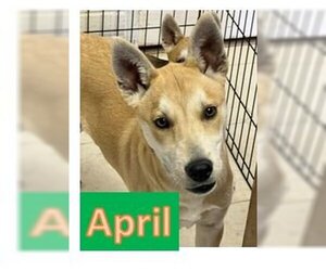 Huskies -Shiba Inu Mix Dogs for adoption in Sheboygan, WI, USA