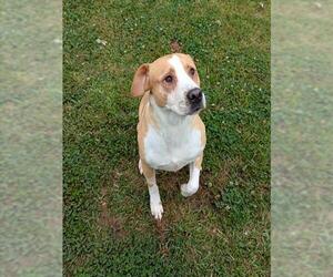 American Pit Bull Terrier-Unknown Mix Dogs for adoption in Grovetown, GA, USA