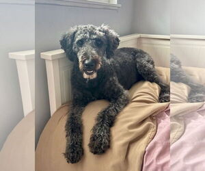 Labradoodle Dogs for adoption in Newport Beach, CA, USA
