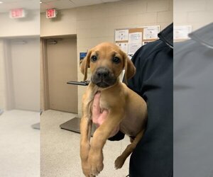 Labrador Retriever Dogs for adoption in Conroe, TX, USA