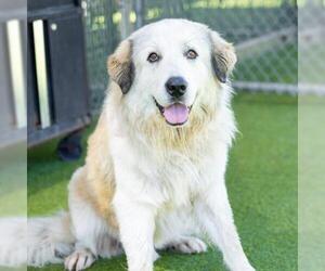 Great Pyrenees Dogs for adoption in Camarillo, CA, USA