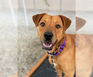 Labrador Retriever-Unknown Mix Dogs for adoption in Palmetto, FL, USA