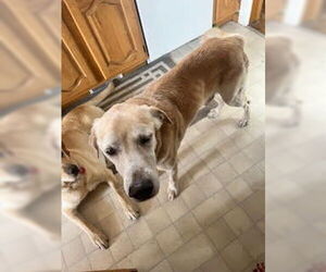 Mutt Dogs for adoption in Salt Lake City, UT, USA