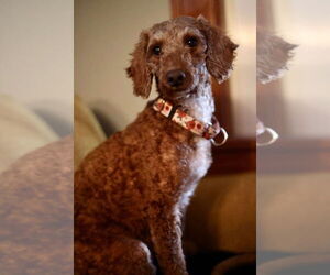 Poodle (Miniature)-Unknown Mix Dogs for adoption in Duluth, MN, USA