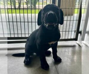 Labrador Retriever Dogs for adoption in Conroe, TX, USA