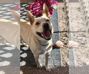 Australian Kelpie Dogs for adoption in Chandler, AZ, USA