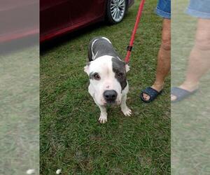 Bulldog Dogs for adoption in Williston, FL, USA