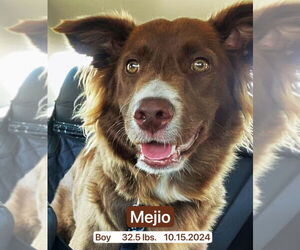 Border Collie Dogs for adoption in West Hollywood, CA, USA