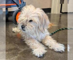 Lhasa Apso-Unknown Mix Dogs for adoption in Rockwall, TX, USA