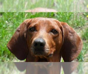 Redbone Coonhound-Unknown Mix Dogs for adoption in Pittstown, NJ, USA