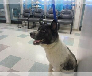 Akita Dogs for adoption in Oklahoma City, OK, USA