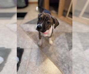 Medium Photo #6 American Staffordshire Terrier-Unknown Mix Puppy For Sale in Duluth, MN, USA