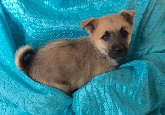 Medium Photo #1 Akita-Unknown Mix Puppy For Sale in Cuba, NY, USA