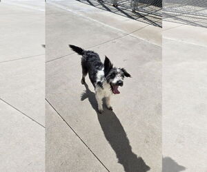 Mutt Dogs for adoption in Maquoketa, IA, USA