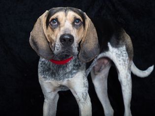 Bluetick Coonhound Dogs for adoption in Franklin, TN, USA