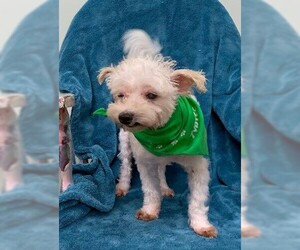 Maltipoo Dogs for adoption in Meridian, MS, USA