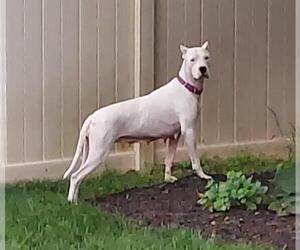 Dogo Argentino Dogs for adoption in Catasauqua, PA, USA