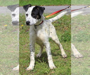 Catahoula Leopard Dog-Unknown Mix Dogs for adoption in Prattville, AL, USA