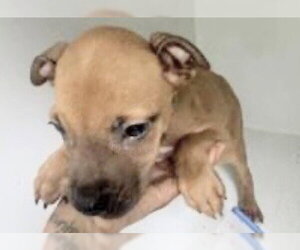 Staffordshire Bull Terrier-Unknown Mix Dogs for adoption in Houston, TX, USA