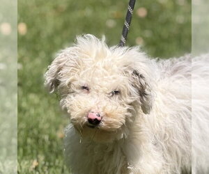 Mutt Dogs for adoption in Yardley, PA, USA