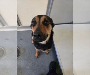 German Shepherd Dog-Unknown Mix Dogs for adoption in Glen Allen, VA, USA