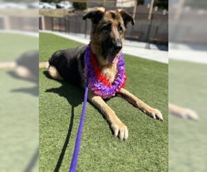 German Shepherd Dog Dogs for adoption in Salinas, CA, USA