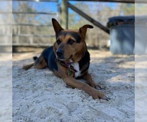 Mutt Dogs for adoption in Freeport, FL, USA