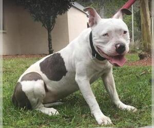 American Bulldog Dogs for adoption in Gainesville, FL, USA