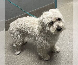 Poodle (Miniature)-Unknown Mix Dogs for adoption in Las Vegas, NV, USA