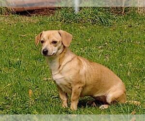 Daug Dogs for adoption in Arlington, WA, USA