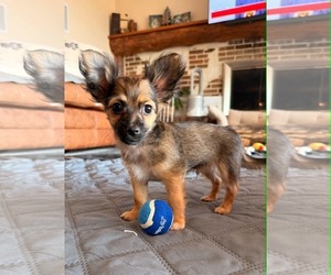 Mutt Dogs for adoption in Sandy, UT, USA