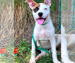 American Pit Bull Terrier-Unknown Mix Dogs for adoption in Calhoun, GA, USA