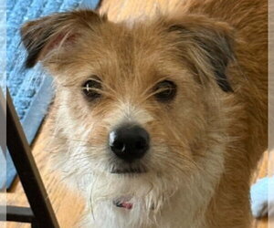 Parson Russell Terrier-Poodle (Miniature) Mix Dogs for adoption in Cookeville, TN, USA