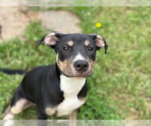 American Pit Bull Terrier-Unknown Mix Dogs for adoption in Tulsa, OK, USA