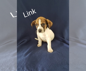Medium Photo #1 Bagle Hound Puppy For Sale in Newark, DE, USA