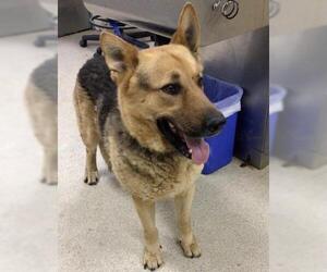 German Shepherd Dog-Unknown Mix Dogs for adoption in Riverside, CA, USA