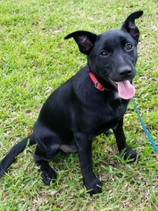 Dachshund-Labrador Retriever Mix Dogs for adoption in HOUSTON, TX, USA