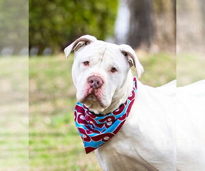Mutt Dogs for adoption in Unionville, PA, USA