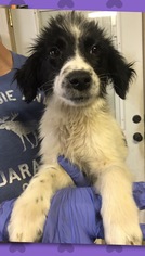 Border-Aussie Dogs for adoption in Asheville, NC, USA