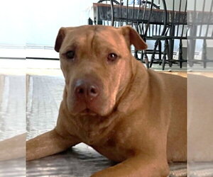 Mutt Dogs for adoption in Canton, CT, USA