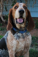 Bluetick Coonhound Dogs for adoption in Scottsdale, AZ, USA